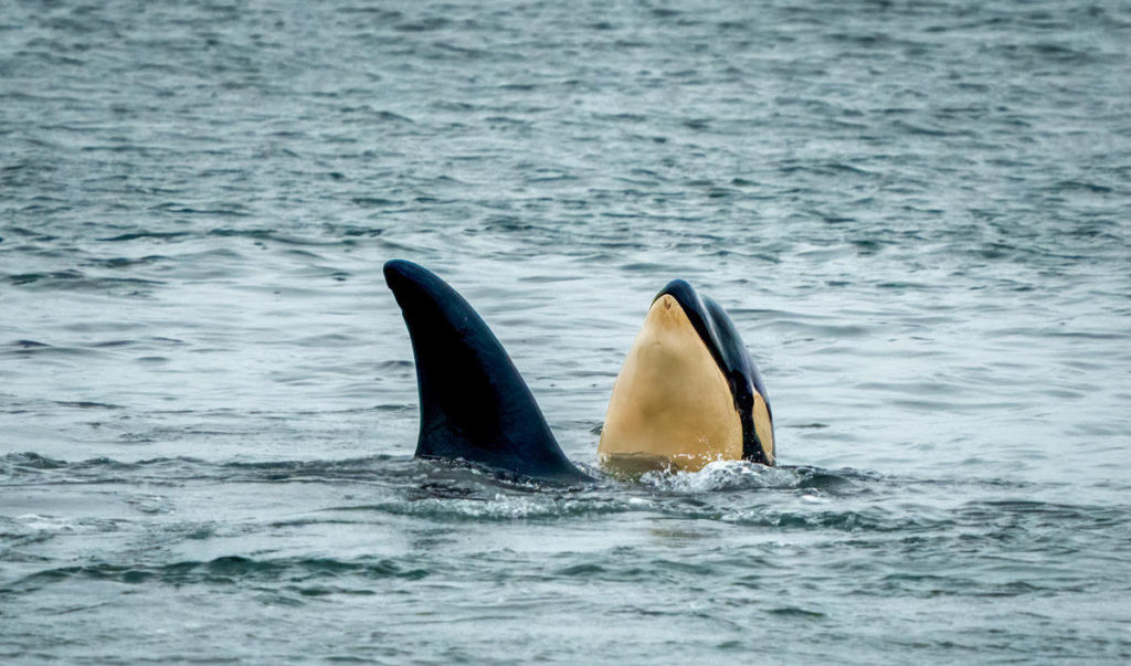 First Major Sighting This Spring Of Killer Whales In Yaquina Bay