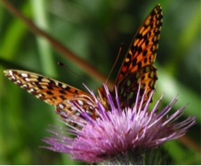 Oregon silverspot butterfly