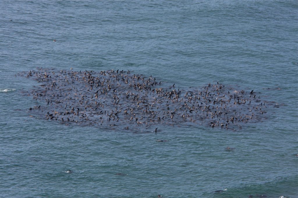 Sea lion rafts