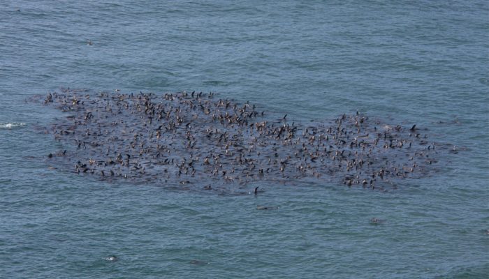 Sea lion rafts