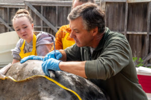 Marine Mammal Stranding Network