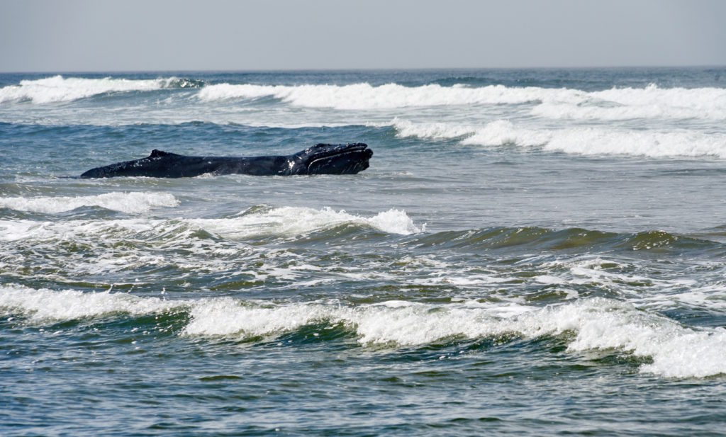 Stranded whale near Waldport briefly free on Wednesday