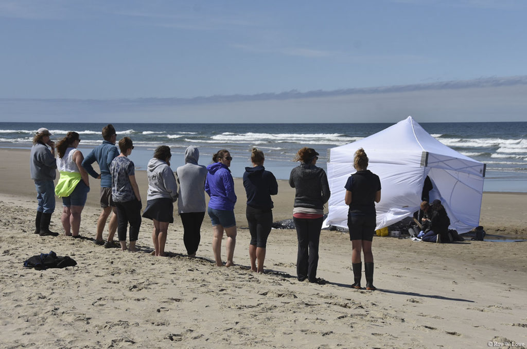 People what stranded whale euthanasia in progress at Waldport beach