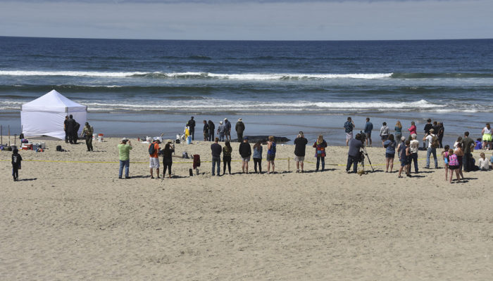 Onlookers and TV cameras before the decision was made to euthanize stranded whale in Waldport