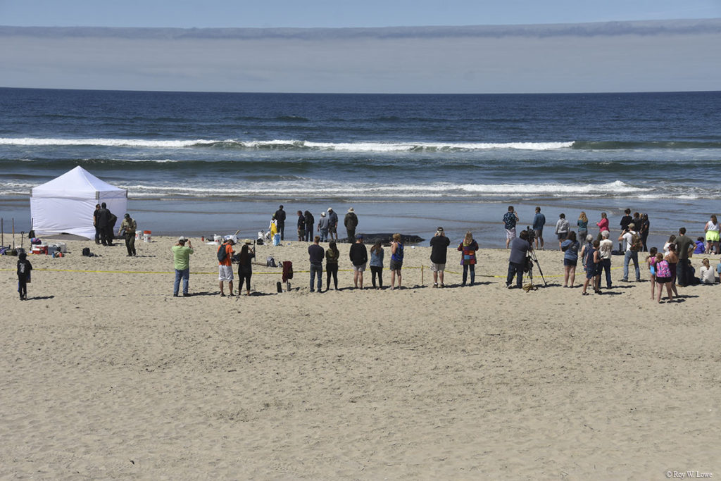 Onlookers and TV cameras before the decision was made to euthanize stranded whale in Waldport