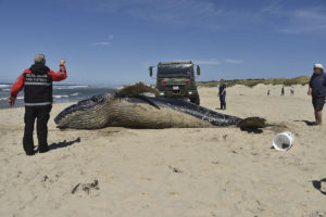 A dead young humpback whale is moved higher on the beach in Waldport, Oregon