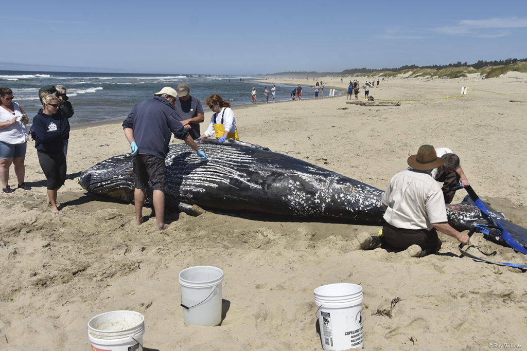 Veterinarians examine young humpback whale after it was euthanized
