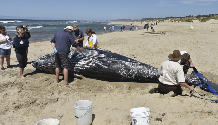 Veterinarians examine young humpback whale after it was euthanized