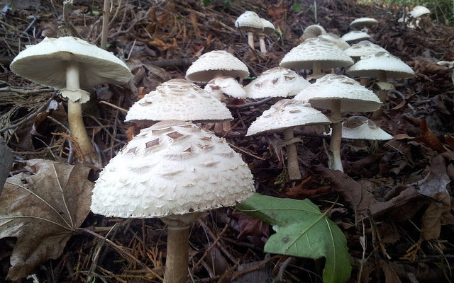 mushroom festival