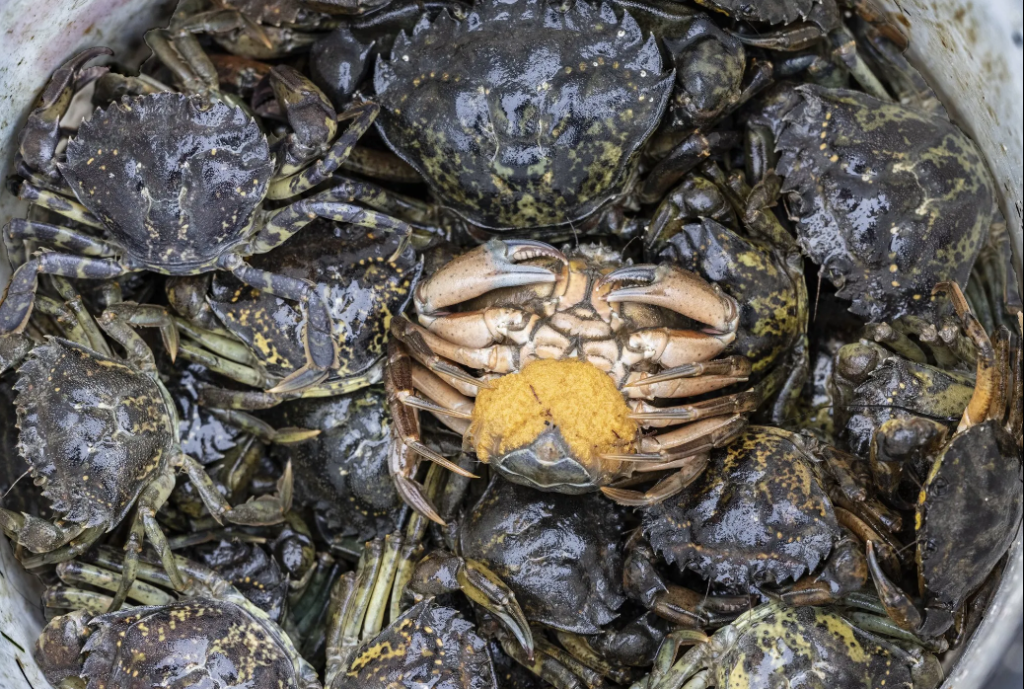 Crabs: Competing and Cooperating at the Ocean's Edge - Oregon