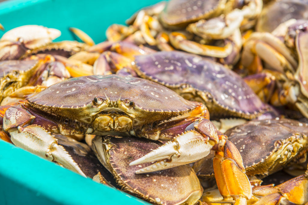 Will there be crab for Christmas? Oregon's commercial Dungeness season
