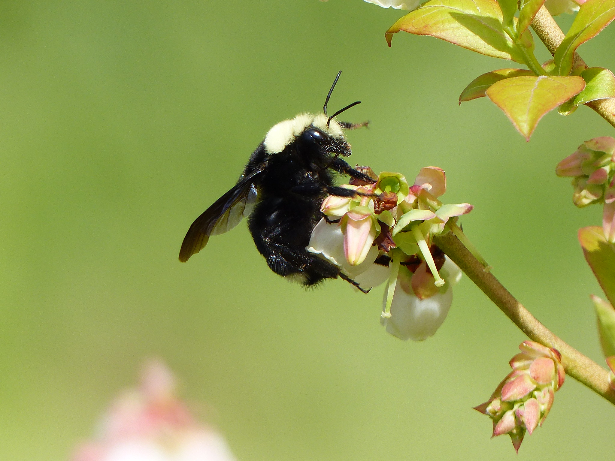 Bees and Honey - Oregon Agriculture in the Classroom