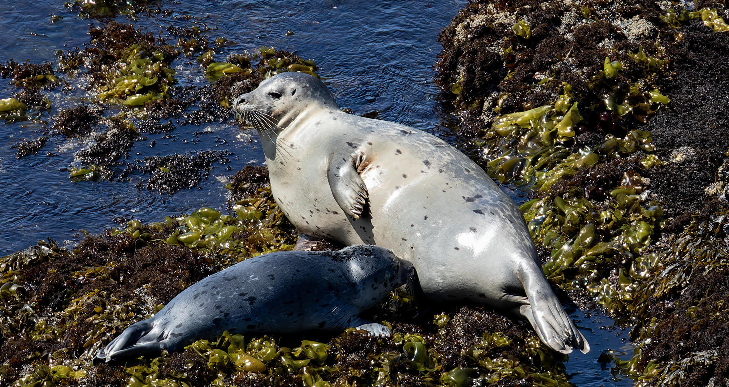 Stranded seals and whales tell us about disease and marine issues