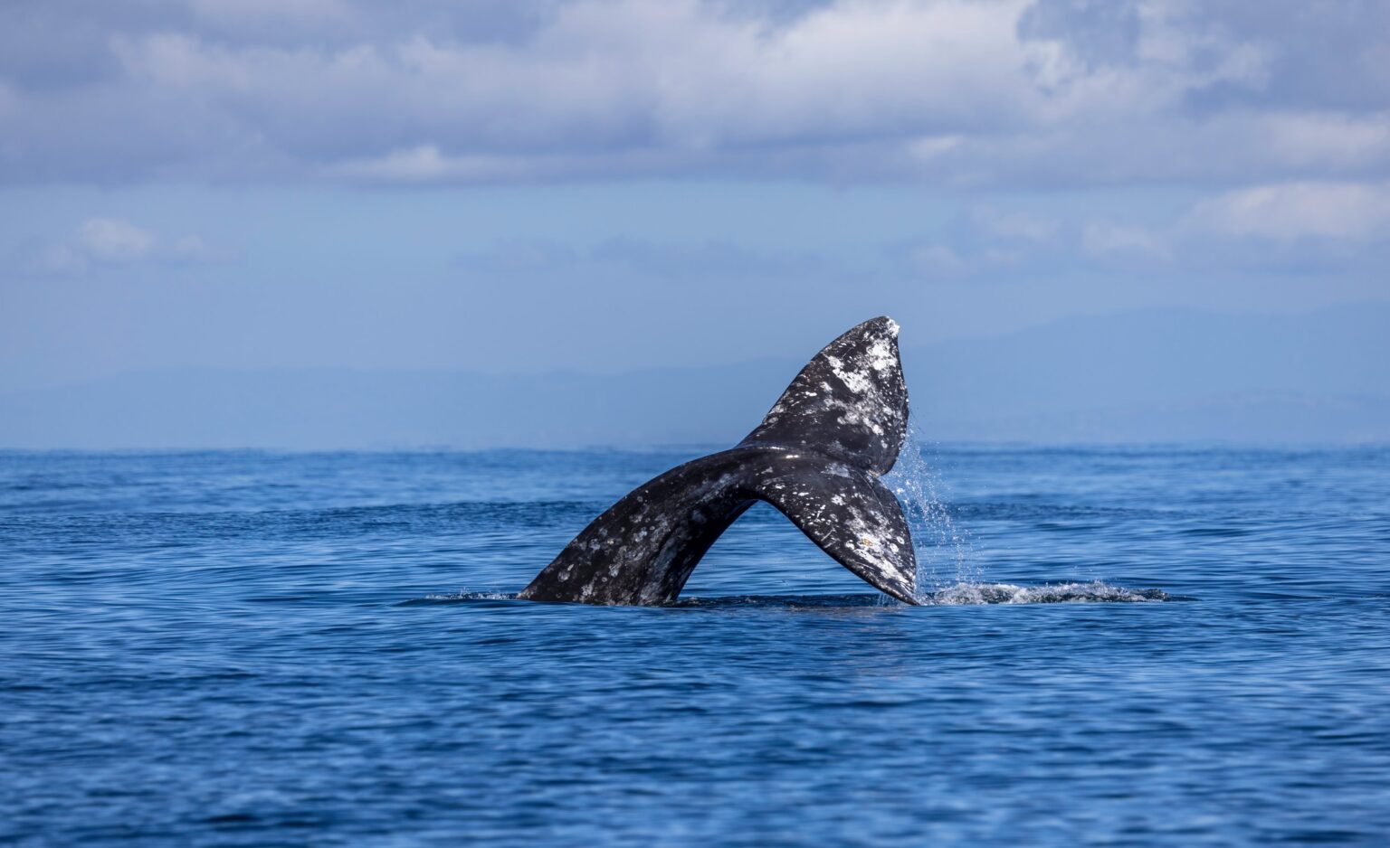 It's winter whale watching season along the Oregon coast as thousands ...