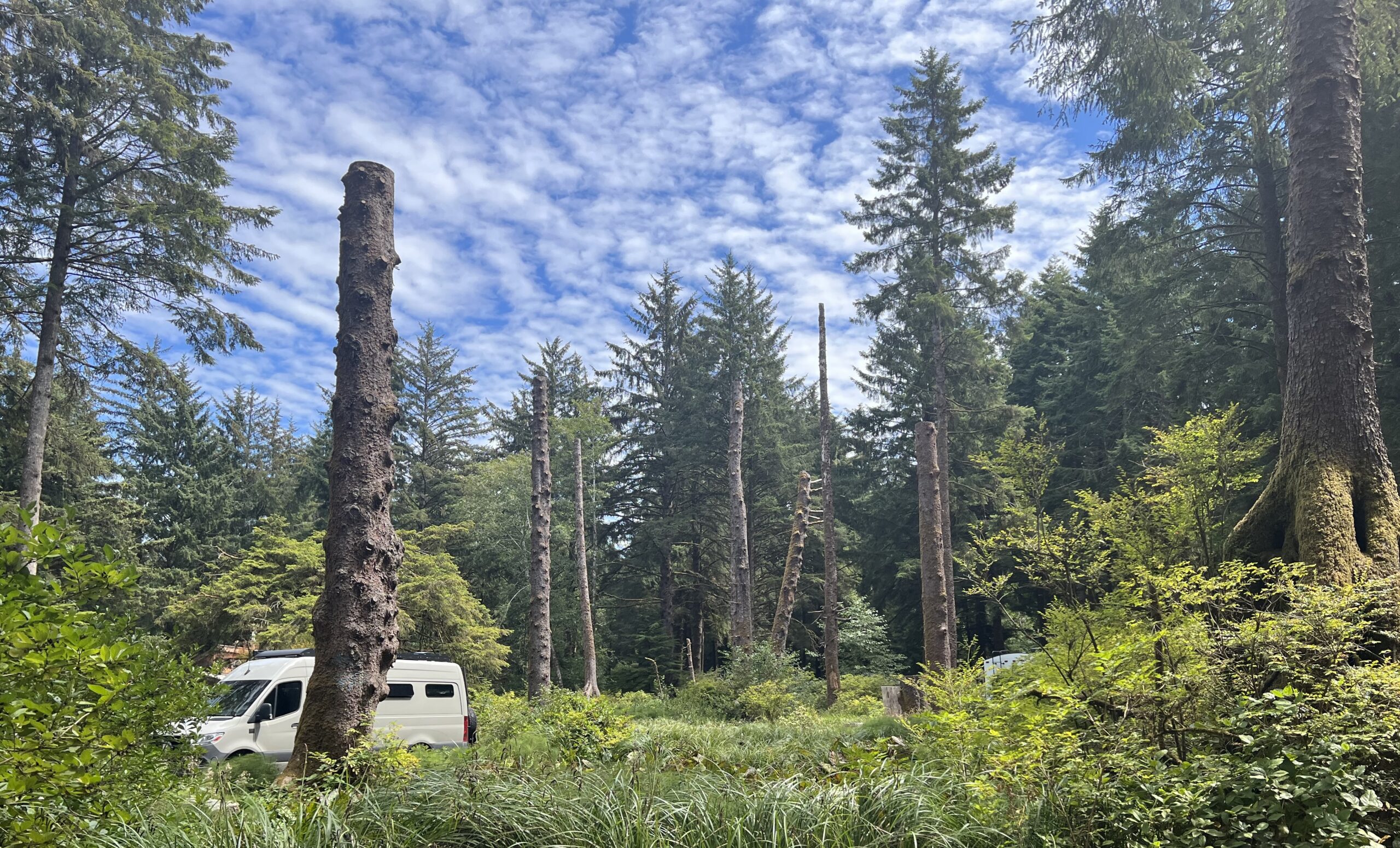 Changing rainfall patterns force state parks to cut down hundreds of trees in Beverly Beach during 11-month renovation • YachatsNews.com